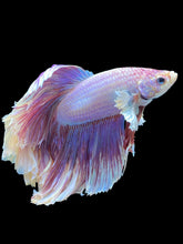 Load image into Gallery viewer, Male Rosetail - Purple Dumbo #544 - Live Betta Fish
