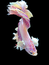 Load image into Gallery viewer, Male Rosetail - Purple Dumbo #544 - Live Betta Fish
