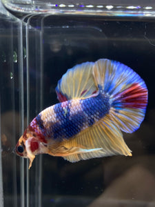 Male Halfmoon Plakat - Multicolor #545 - Live Betta Fish