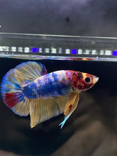 Load image into Gallery viewer, Male Halfmoon Plakat - Multicolor #545 - Live Betta Fish

