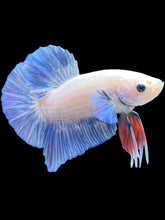 Load image into Gallery viewer, Male Halfmoon Plakat - Pastel Blue #546 - Live Betta Fish

