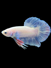 Load image into Gallery viewer, Male Halfmoon Plakat - Pastel Blue #546 - Live Betta Fish
