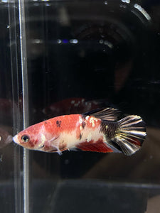 Female Halfmoon Plakat - Red Koi Copper #547 - Live Betta Fish