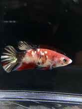 Load image into Gallery viewer, Female Halfmoon Plakat - Red Koi Copper #547 - Live Betta Fish
