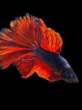 Load image into Gallery viewer, Male Rosetail - Fancy Red Tail #547 - Live Betta Fish
