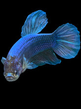 Load image into Gallery viewer, GIANT Male Halfmoon Plakat - Fancy Blue #548 - Live Betta Fish
