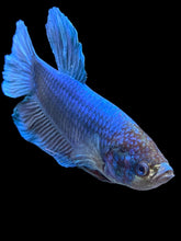 Load image into Gallery viewer, GIANT Male Halfmoon Plakat - Fancy Blue #548 - Live Betta Fish
