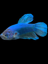 Load image into Gallery viewer, GIANT Male Halfmoon Plakat - Fancy Blue #548 - Live Betta Fish
