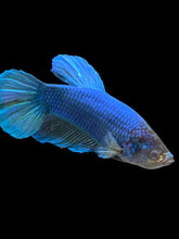 Load image into Gallery viewer, GIANT Male Halfmoon Plakat - Fancy Blue #548 - Live Betta Fish

