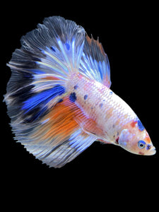 Male Halfmoon - Candy #550 - Live Betta Fish
