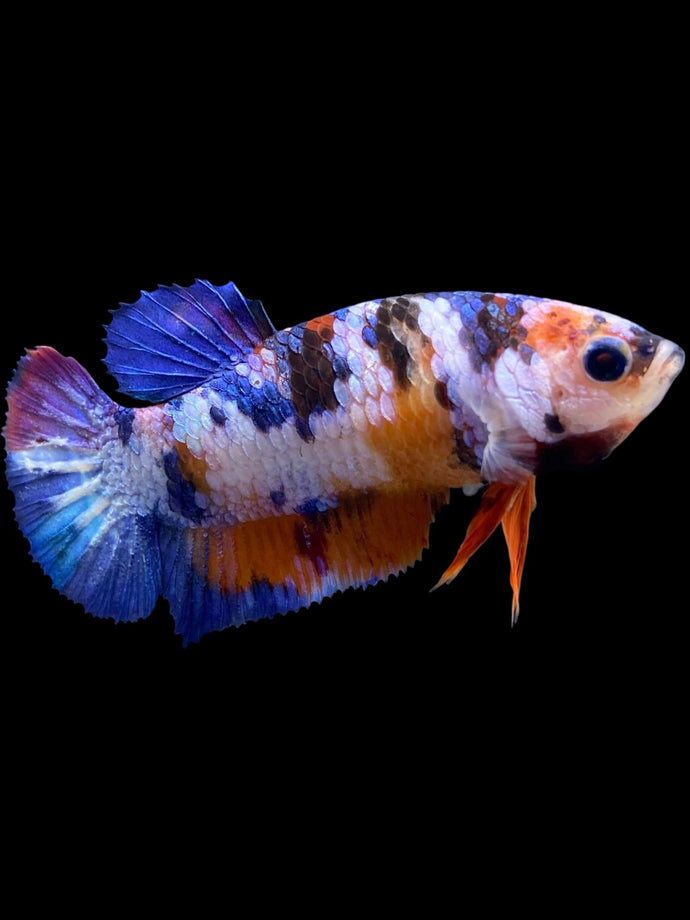 Female Halfmoon Plakat - Multicolor #557 - Live Betta Fish