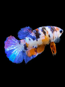 Female Halfmoon Plakat - Multicolor #557 - Live Betta Fish