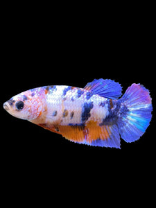 Female Halfmoon Plakat - Multicolor #557 - Live Betta Fish