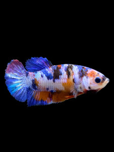 Female Halfmoon Plakat - Multicolor #557 - Live Betta Fish