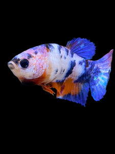 Female Halfmoon Plakat - Multicolor #557 - Live Betta Fish