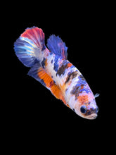 Load image into Gallery viewer, Female Halfmoon Plakat - Multicolor #557 - Live Betta Fish
