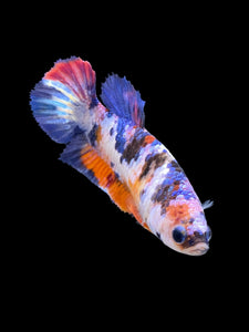 Female Halfmoon Plakat - Multicolor #557 - Live Betta Fish