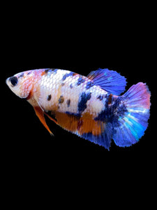 Female Halfmoon Plakat - Multicolor #557 - Live Betta Fish