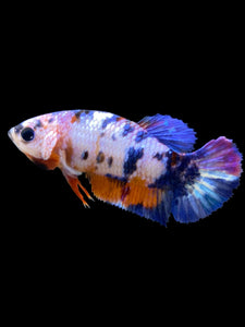 Female Halfmoon Plakat - Multicolor #557 - Live Betta Fish