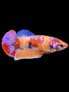 Female Halfmoon Plakat - Multicolor #559 - Live Betta Fish