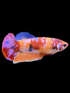 Female Halfmoon Plakat - Multicolor #559 - Live Betta Fish