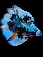 Load image into Gallery viewer, Male Fullmoon - Avatar Butterfly #559 - Live Betta Fish
