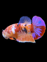 Load image into Gallery viewer, Female Halfmoon Plakat - Multicolor #559 - Live Betta Fish
