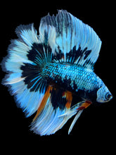Load image into Gallery viewer, Male Fullmoon - Avatar Butterfly #559 - Live Betta Fish
