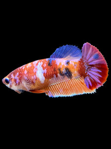 Female Halfmoon Plakat - Multicolor #559 - Live Betta Fish