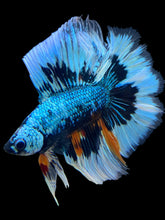 Load image into Gallery viewer, Male Fullmoon - Avatar Butterfly #559 - Live Betta Fish
