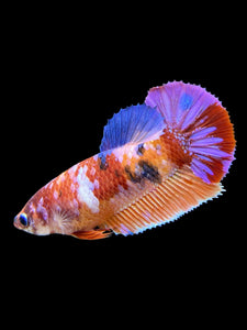 Female Halfmoon Plakat - Multicolor #559 - Live Betta Fish