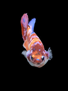 Female Halfmoon Plakat - Multicolor #559 - Live Betta Fish