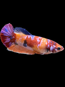 Female Halfmoon Plakat - Multicolor #559 - Live Betta Fish