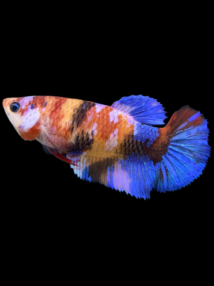 Female Halfmoon Plakat - Galaxy #560 - Live Betta Fish