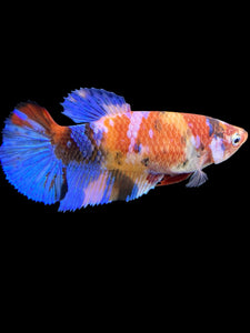 Female Halfmoon Plakat - Galaxy #560 - Live Betta Fish