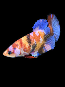 Female Halfmoon Plakat - Galaxy #560 - Live Betta Fish