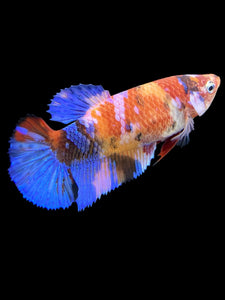 Female Halfmoon Plakat - Galaxy #560 - Live Betta Fish