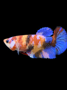 Female Halfmoon Plakat - Galaxy #560 - Live Betta Fish