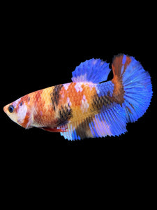 Female Halfmoon Plakat - Galaxy #560 - Live Betta Fish