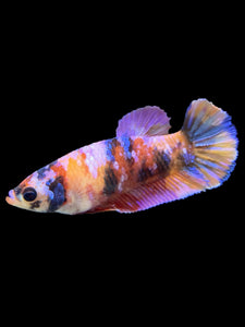 Female Halfmoon Plakat - Multicolor #562 - Live Betta Fish