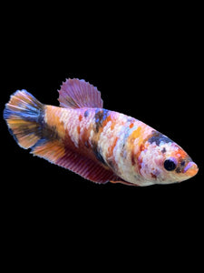 Female Halfmoon Plakat - Multicolor #562 - Live Betta Fish