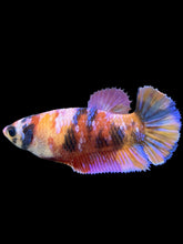 Load image into Gallery viewer, Female Halfmoon Plakat - Multicolor #562 - Live Betta Fish
