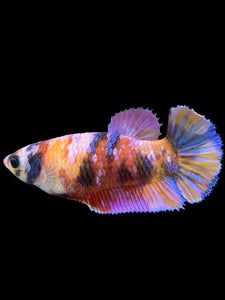 Female Halfmoon Plakat - Multicolor #562 - Live Betta Fish