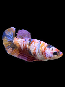 Female Halfmoon Plakat - Multicolor #562 - Live Betta Fish