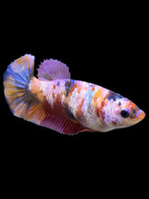 Load image into Gallery viewer, Female Halfmoon Plakat - Multicolor #562 - Live Betta Fish
