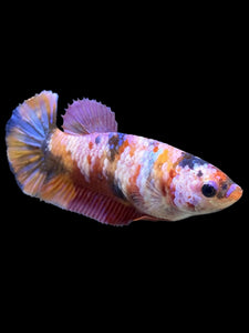 Female Halfmoon Plakat - Multicolor #562 - Live Betta Fish