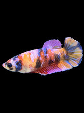 Load image into Gallery viewer, Female Halfmoon Plakat - Multicolor #562 - Live Betta Fish
