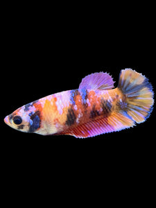 Female Halfmoon Plakat - Multicolor #562 - Live Betta Fish