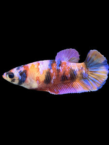 Female Halfmoon Plakat - Multicolor #562 - Live Betta Fish