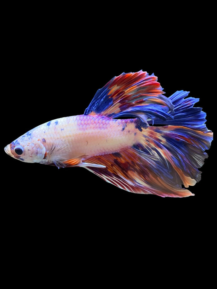 Male Rosetail - Galaxy #563 - Live Betta Fish